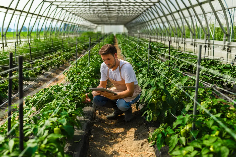 Agrifood & Sustainability